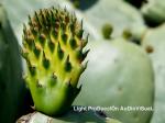 20120730080901_cactus_light_ptoduccion.jpg.jpeg